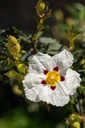 Ciste ladanifère Huile Essentielle Bio - Maroc