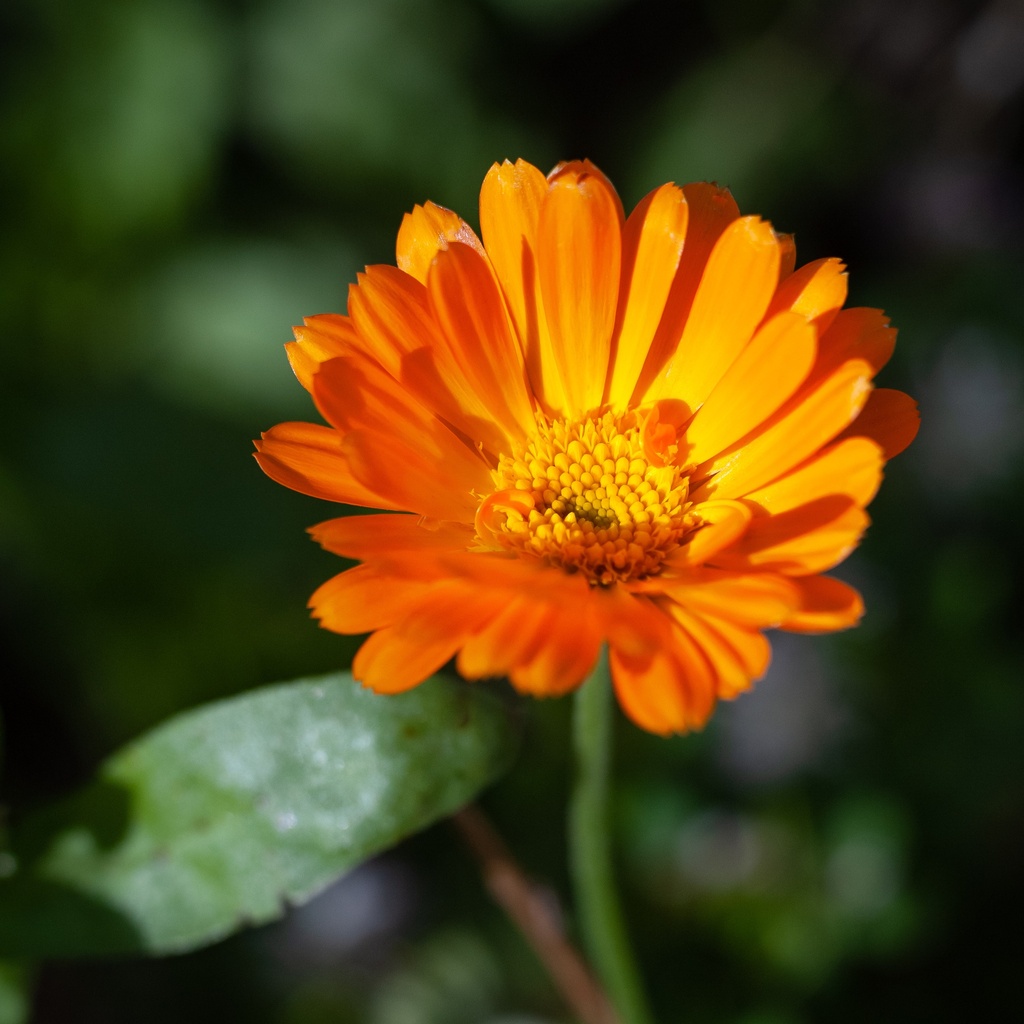 Calendula Macérât Huileux Bio - France