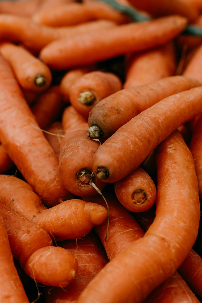 Carotte cultivée Macérât Huileux Bio - France