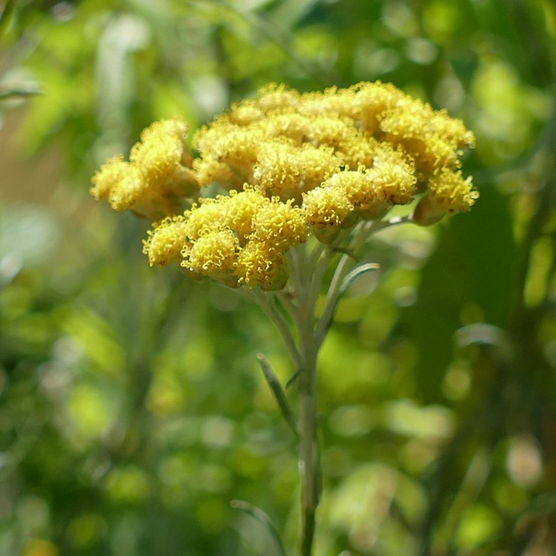 Hélichryse Italienne Hydrolat Bio Conservé - France