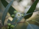 Eucalyptus citronné Huile Essentielle Bio - Madagascar