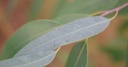 Eucalyptus globulus Huile Essentielle Bio - Espagne