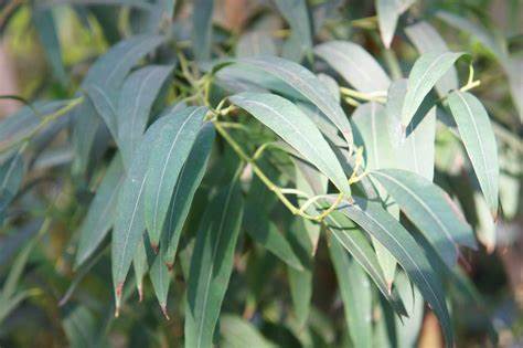 Eucalyptus radié Huile Essentielle Bio - Afrique du Sud