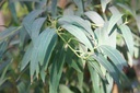 Eucalyptus radié Huile Essentielle Bio - Afrique du Sud