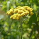 Hélichryse italienne Huile Essentielle Bio - France