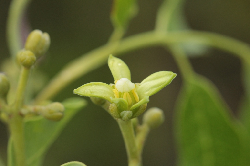 Katafray Huile Essentielle Bio - Madagascar