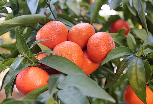 Mandarine rouge Huile Essentielle Bio - Italie