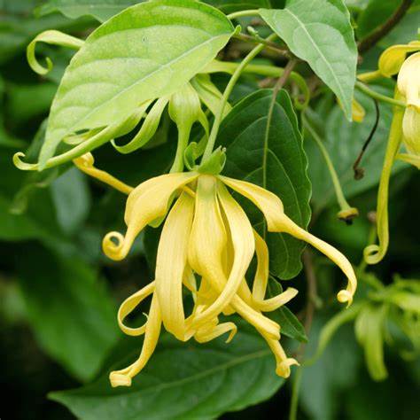 Ylang Ylang complète Huile Essentielle Bio - Madagascar