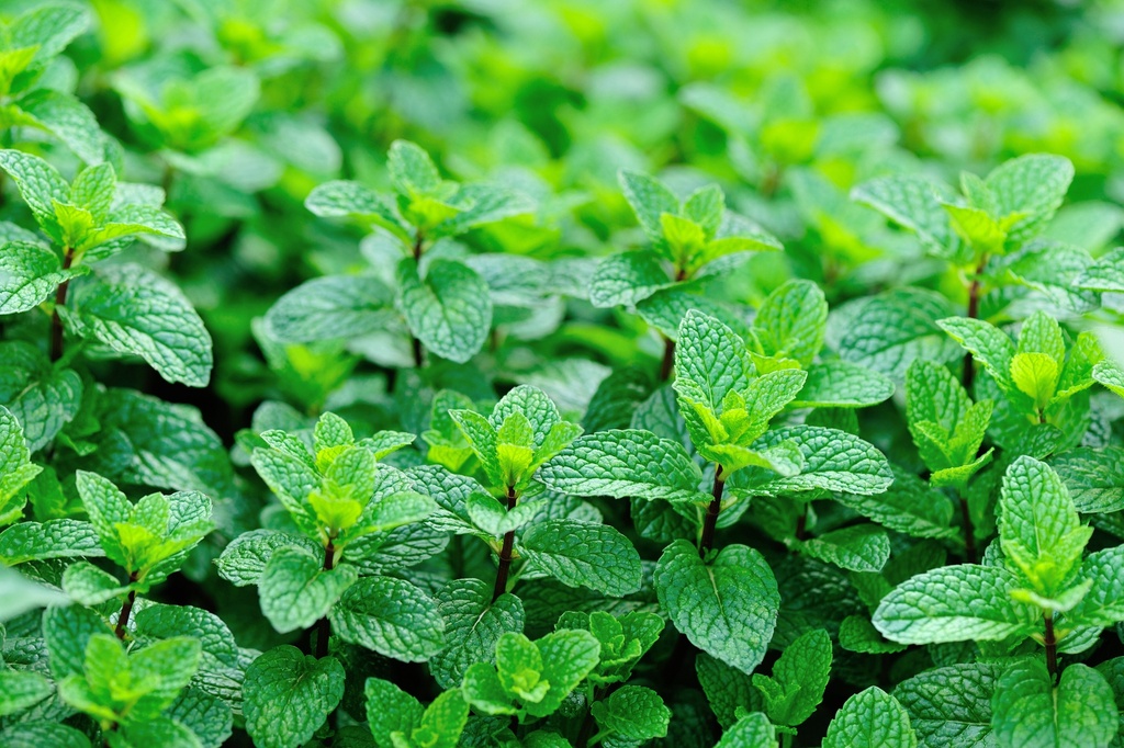 Menthe poivrée Huile Essentielle Bio - France