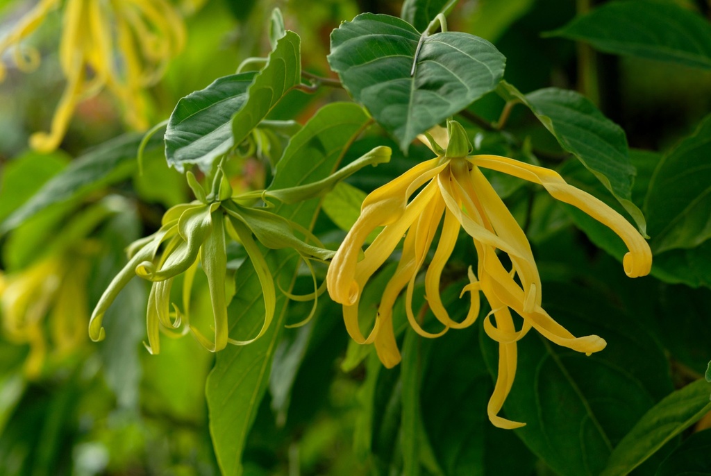 Ylang Ylang III Huile Essentielle Bio - Madagascar