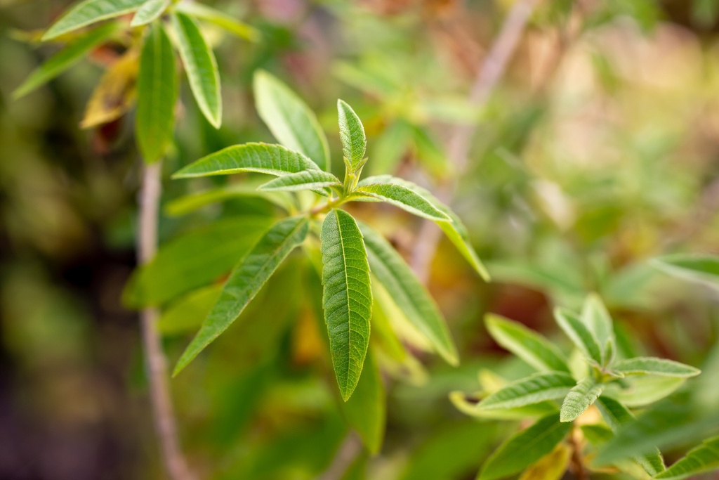 Verveine citronnée Huile Essentielle Bio - France