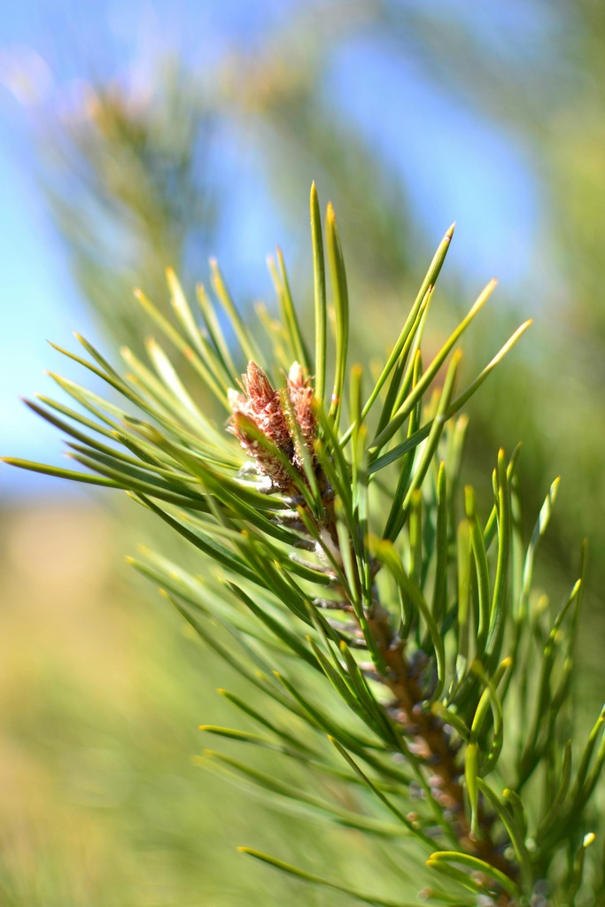 Pin Sylvestre Huile Essentielle Bio - France