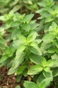 Menthe verte Huile Essentielle Bio - Inde