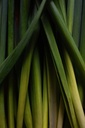 Lemongrass Huile Essentielle Bio - Inde