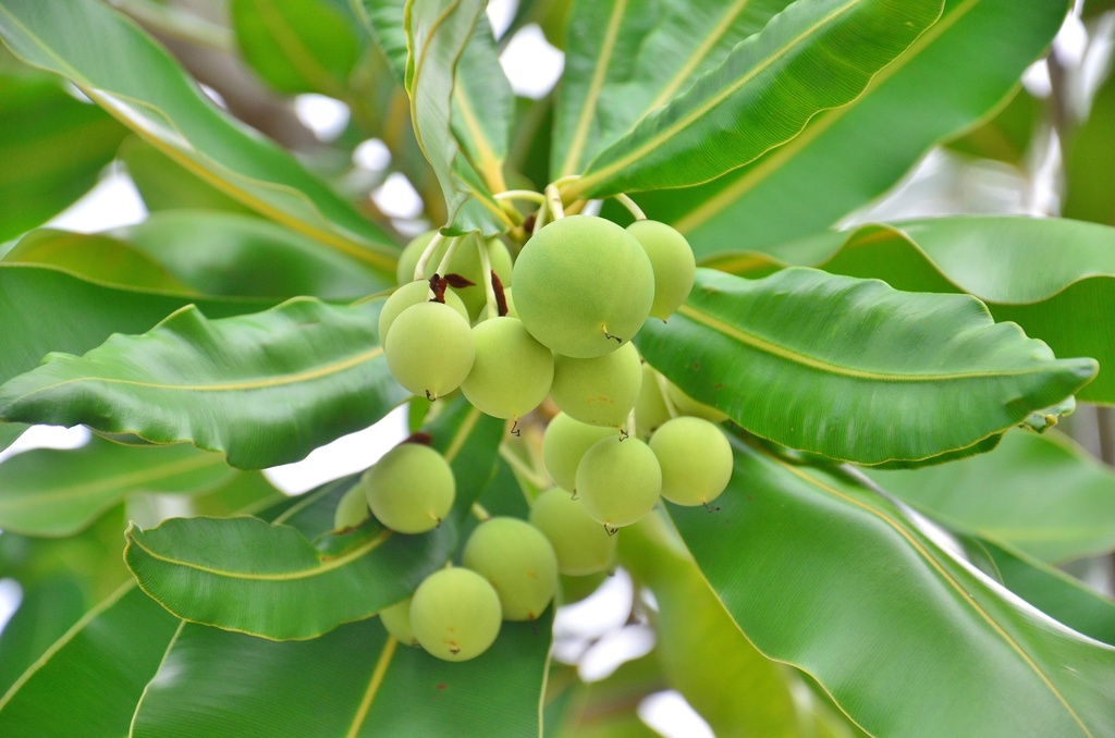 Calophylle Huile végétale Vierge Bio