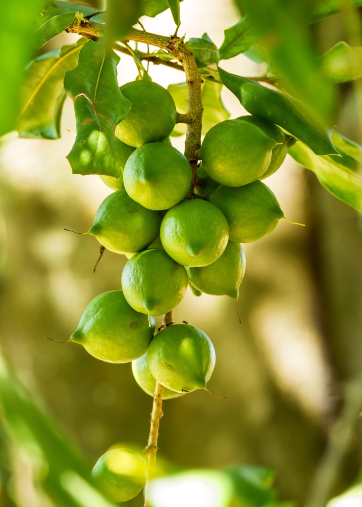 Macadamia Huile végétale Vierge Bio