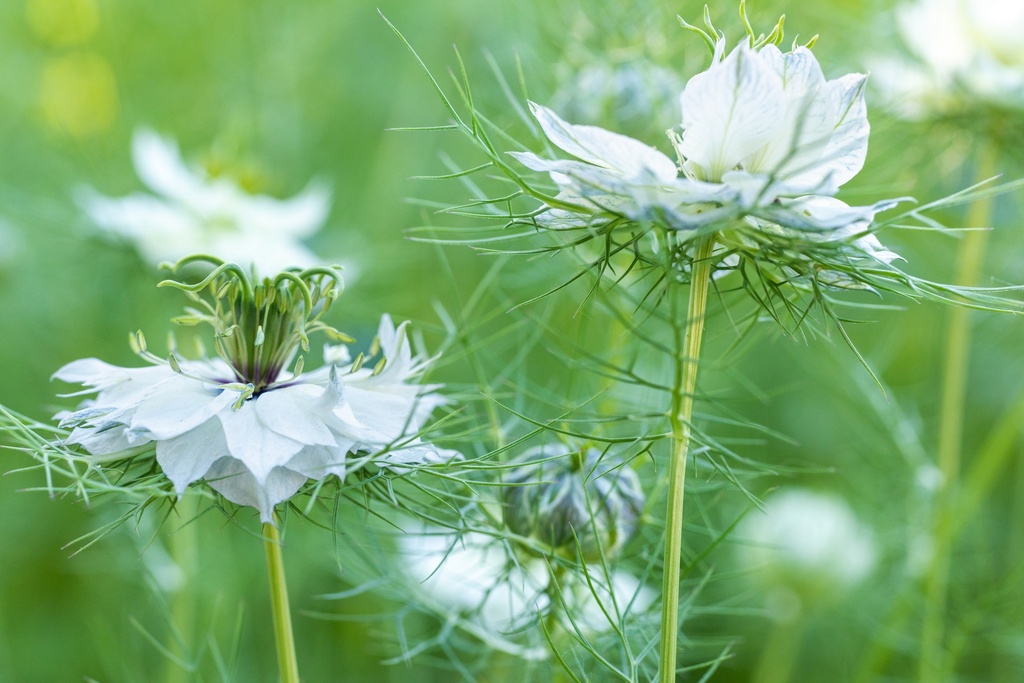 Nigelle Huile végétale Vierge Bio