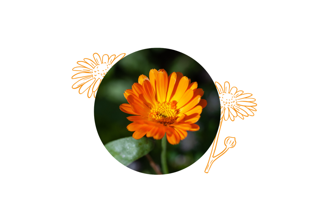 Calendula Macérât Huileux Bio - France