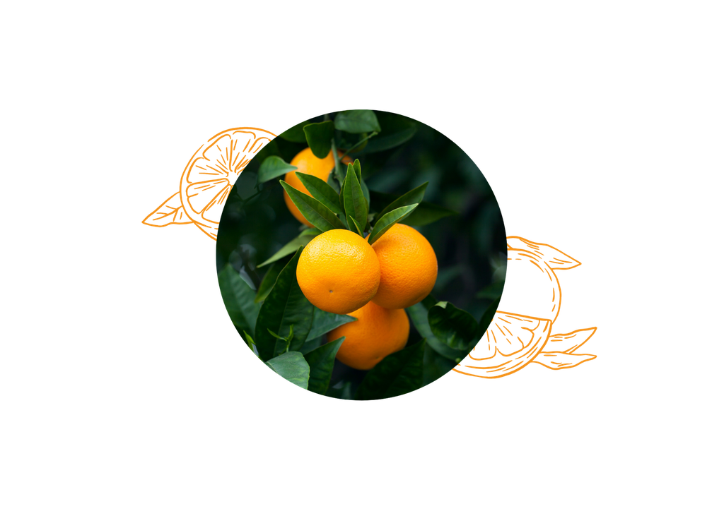 Sweet orange organic essential oil