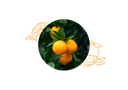 Sweet orange organic essential oil