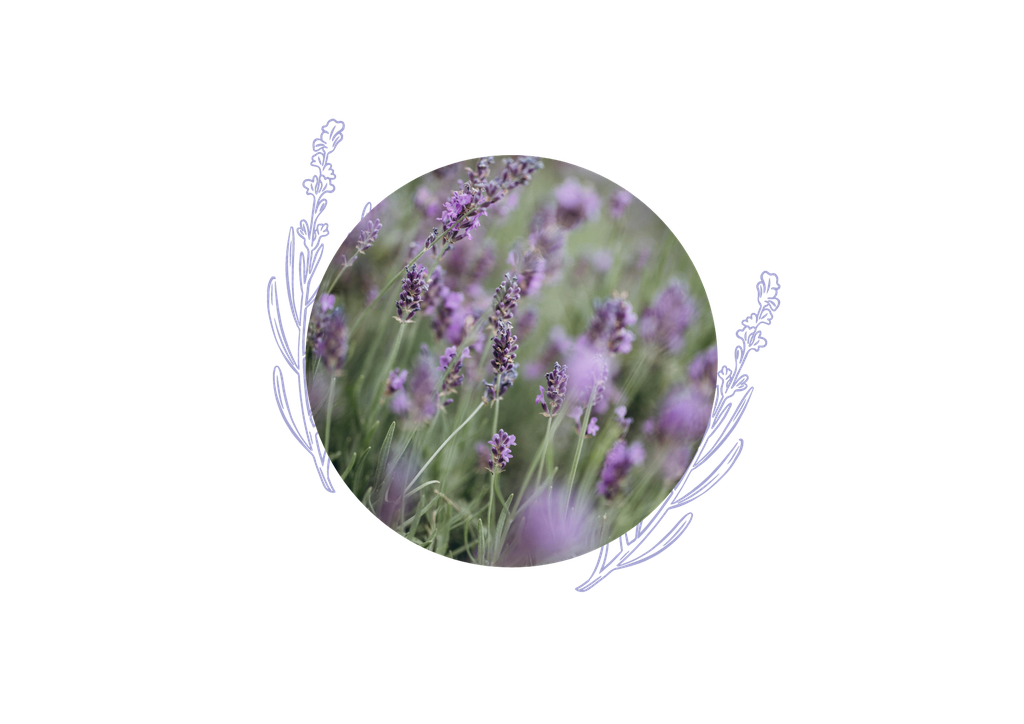 Lavander true organic essential oil