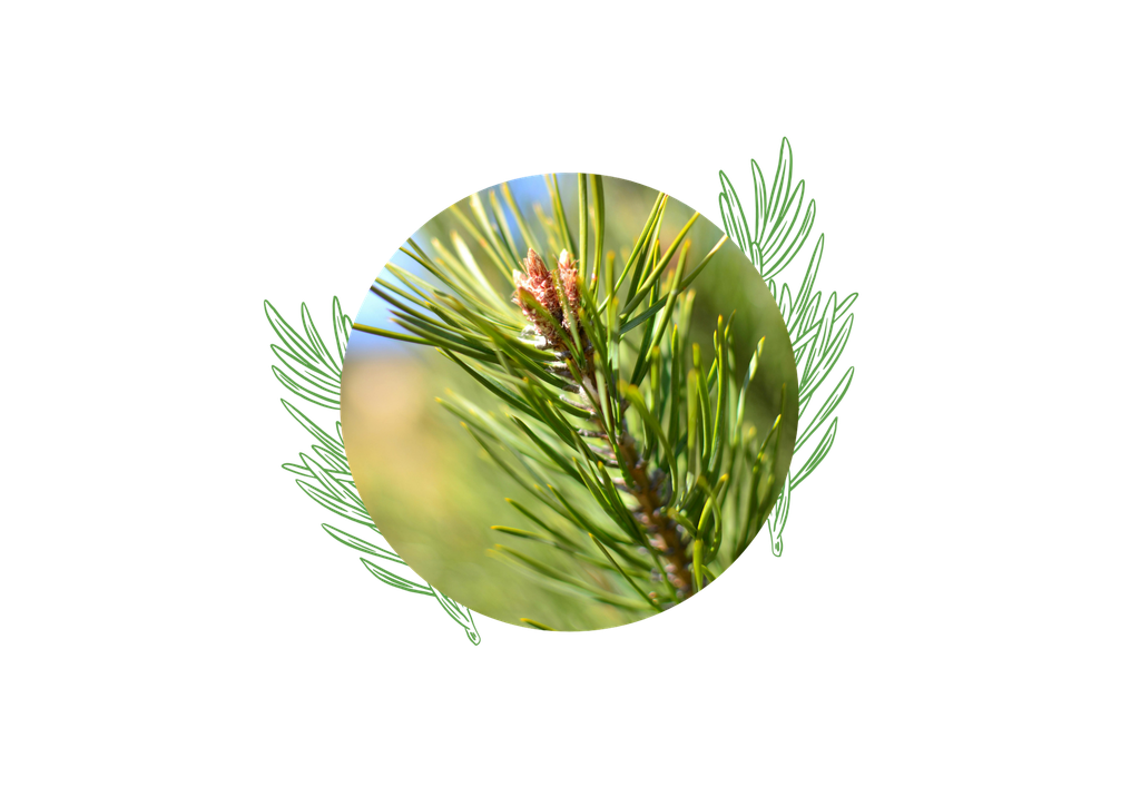 Scotch pine organic essential oil