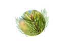 Scotch pine organic essential oil