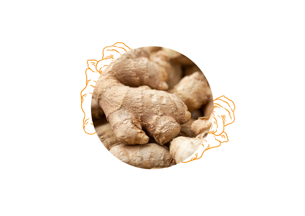 Fresh ginger organic essential oil