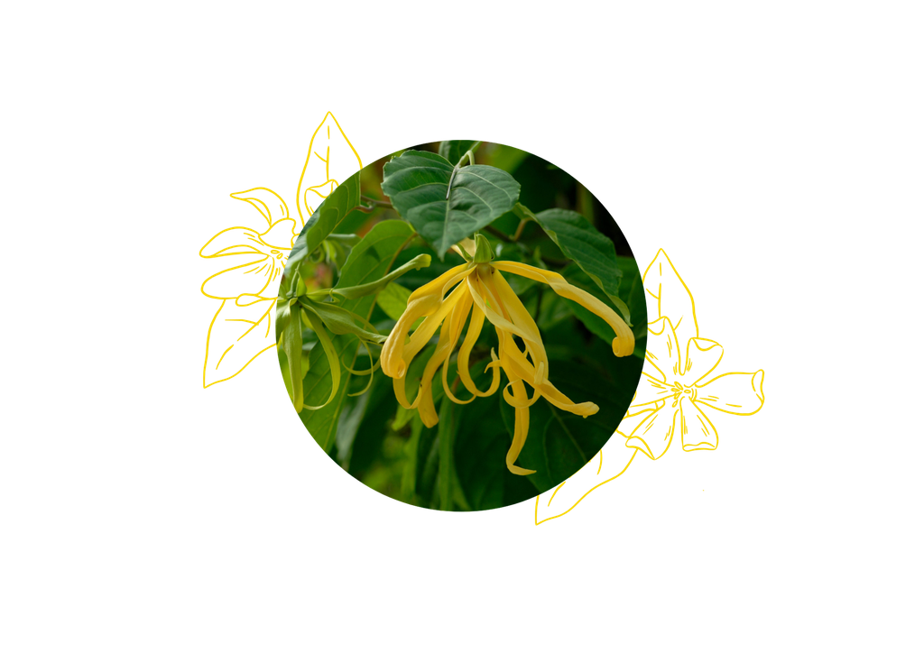 Ylang Ylang III Organic essential oil