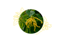 Ylang Ylang III Organic essential oil