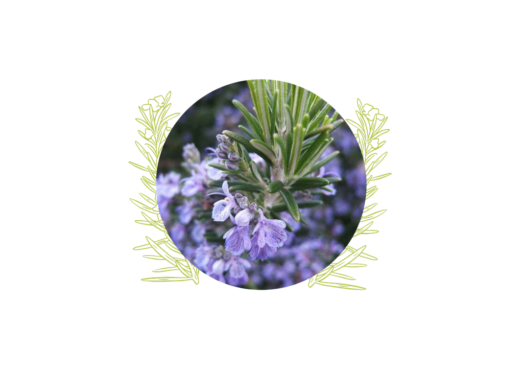 Rosemary cineol essential oil