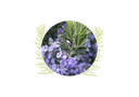 Rosemary cineol essential oil