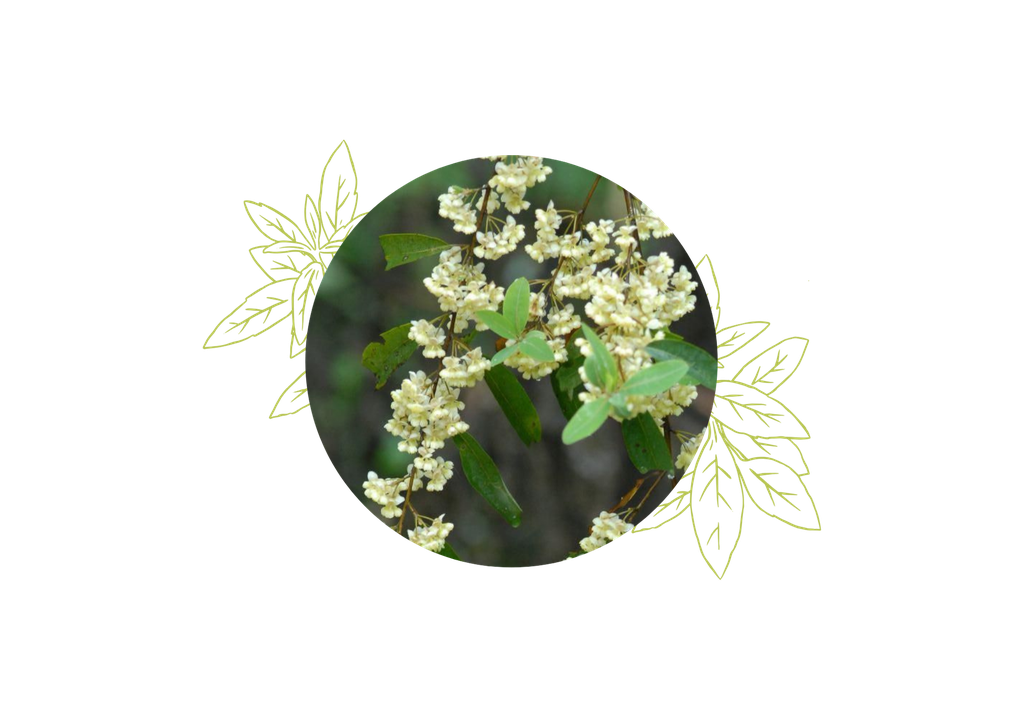 Litsea cubeba organic essential oil