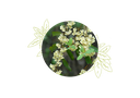 Litsea cubeba organic essential oil