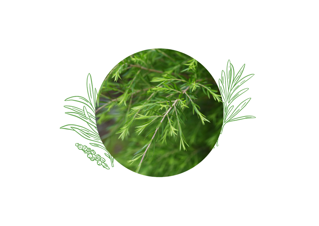 Tea tree organic essential oil - Zimbabwe