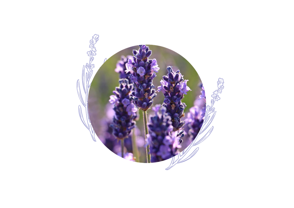 Lavender spike organic essential oil