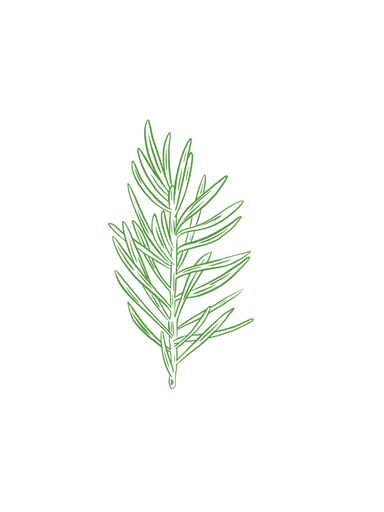 Douglas pine organic essential oil