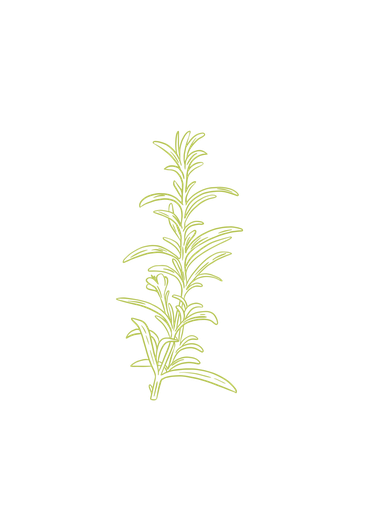 Rosemary cineol essential oil